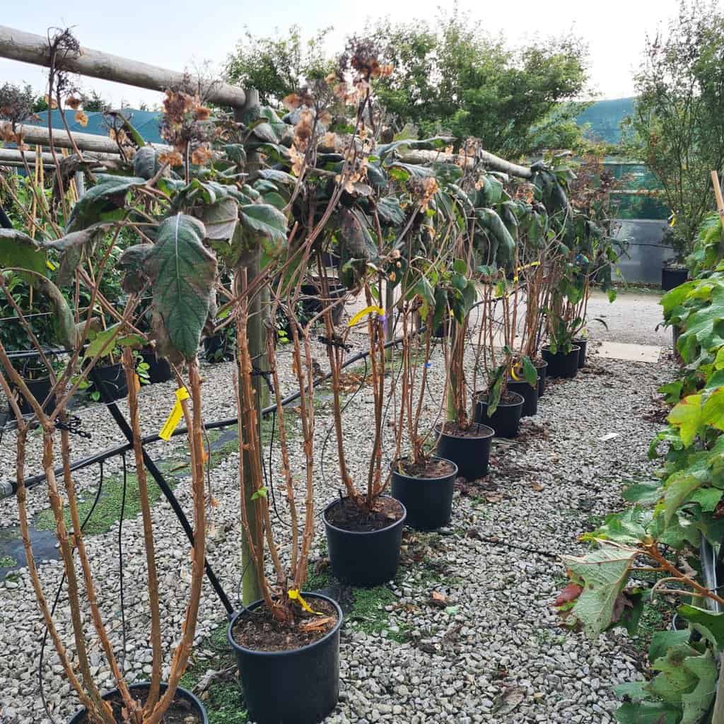 Hydrangea aspera 'Macrophylla' 150-175 cm